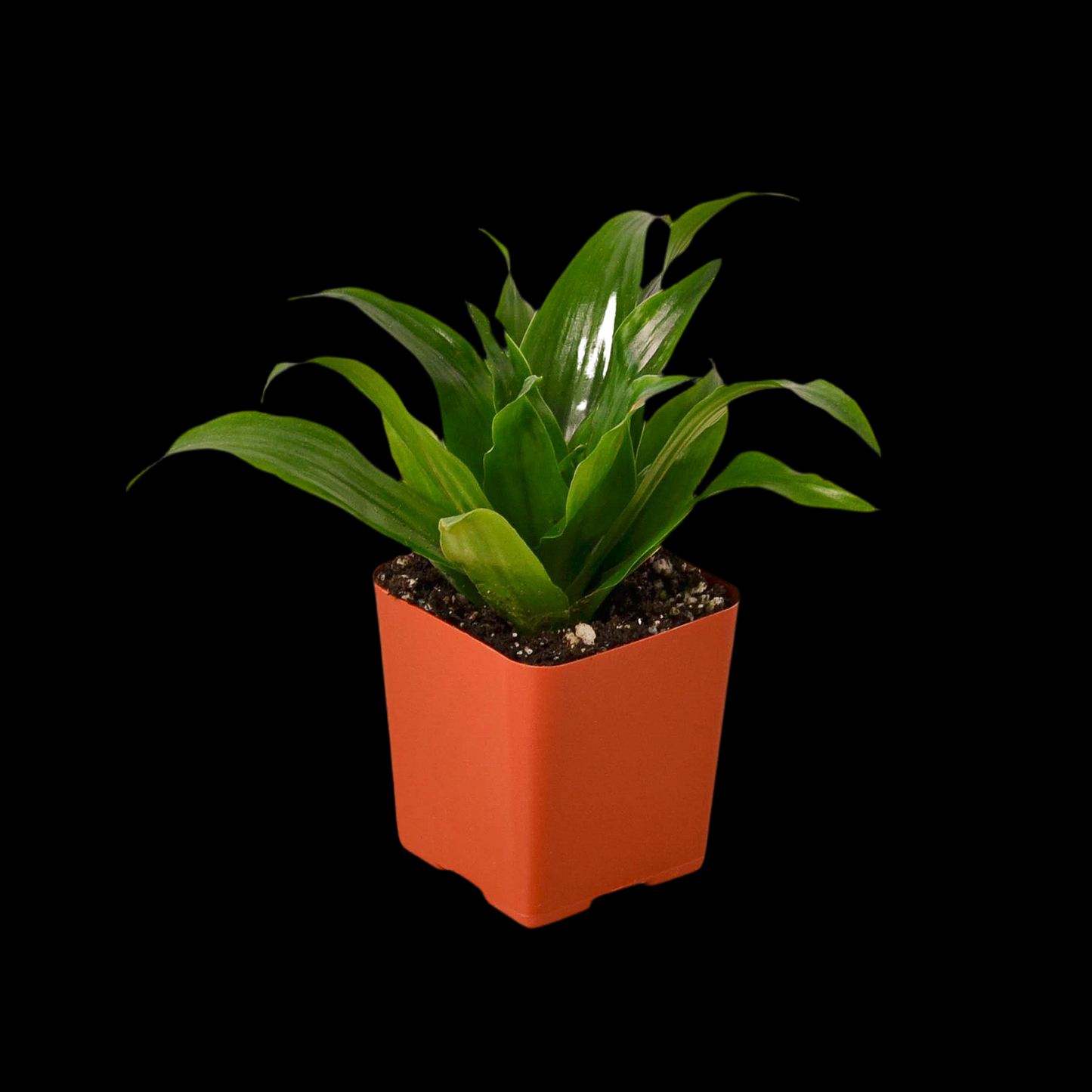 3" Tropical Plant Variety Bundle