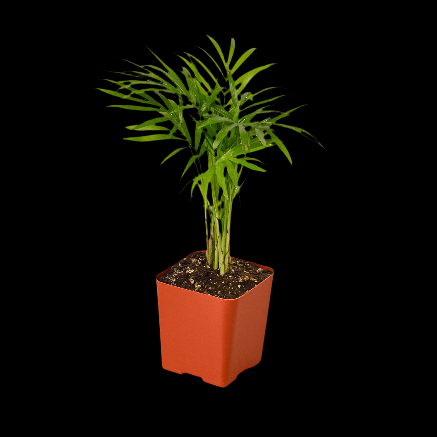 3" Tropical Plant Variety Bundle