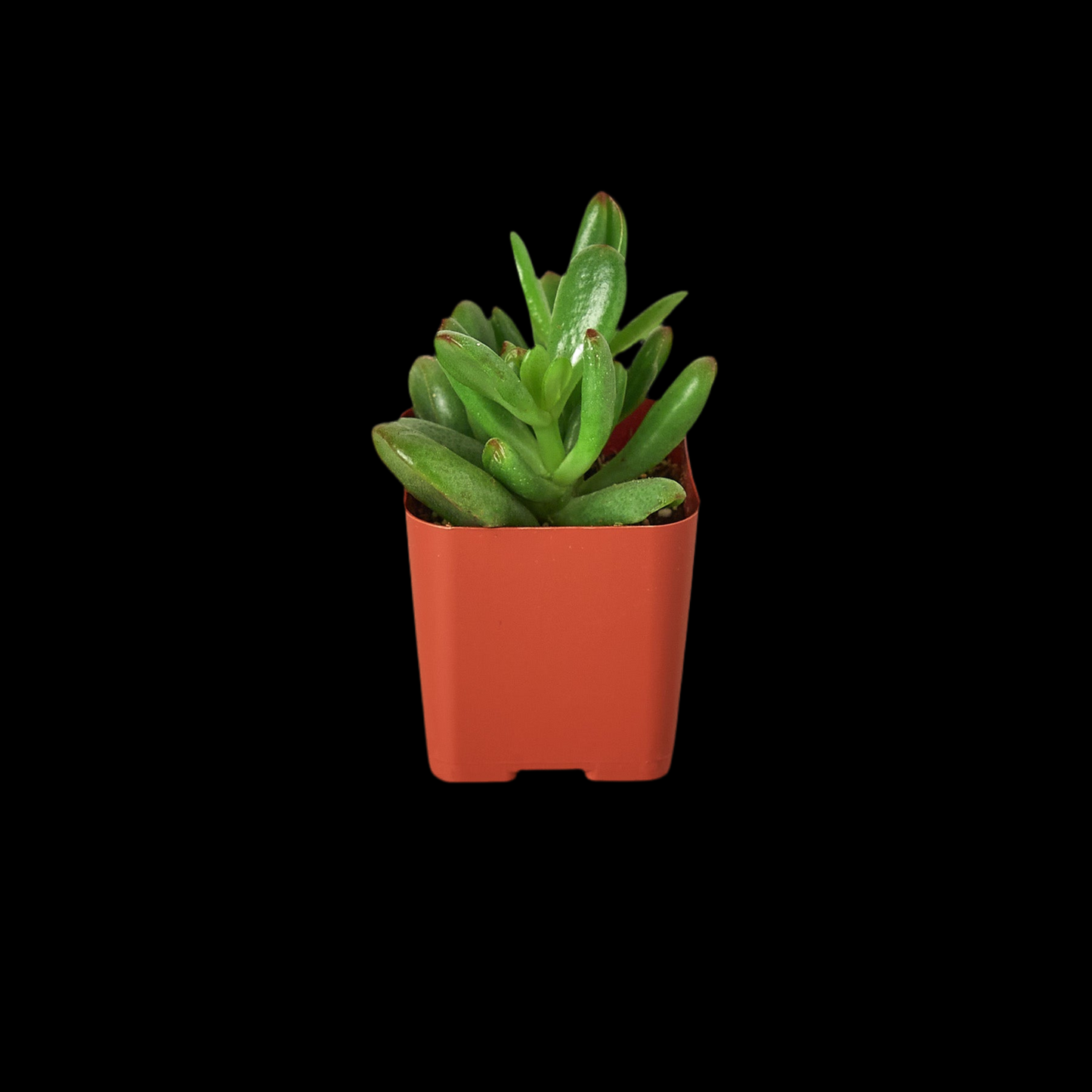 3" Tropical Plant Variety Bundle