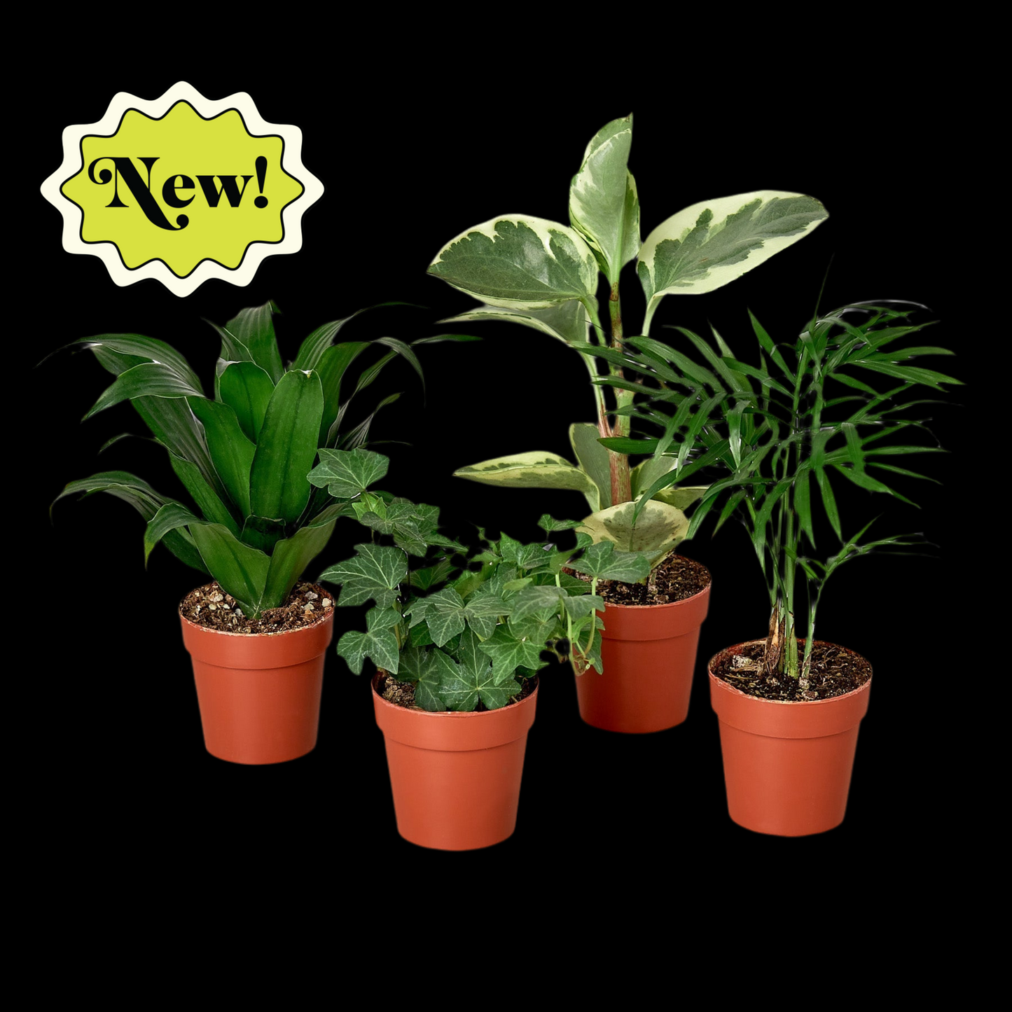 3" Tropical Plant Variety Bundle
