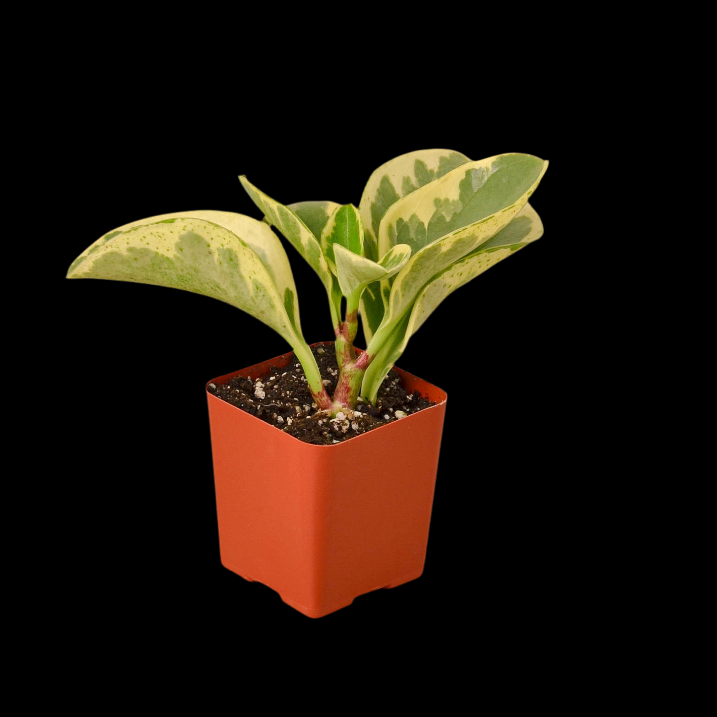 3" Tropical Plant Variety Bundle