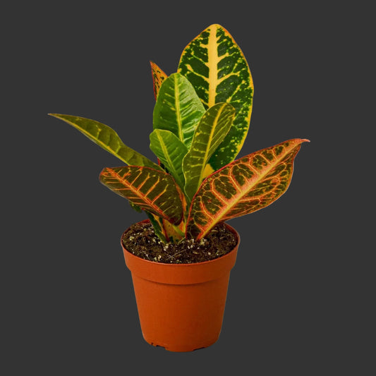 Croton Petra 'Joseph's Coat'